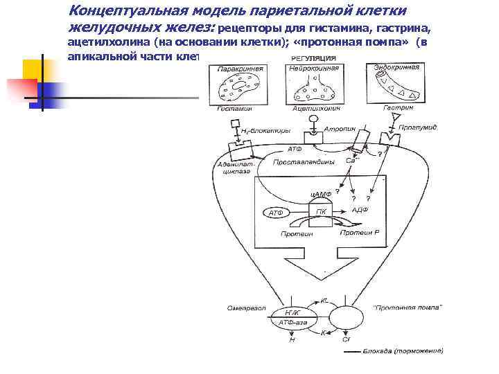 Концептуальная модель париетальной клетки желудочных желез: рецепторы для гистамина, гастрина, ацетилхолина (на основании клетки);