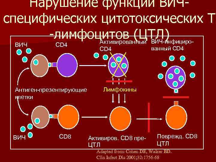 Антигены вируса иммунодефицита человека. Цитотоксические т лимфоциты cd8. Cd3+ cd8+ (т-цитотоксические лимфоциты). Cd4 лимфоциты функции. Второе название cd4+ т-лимфоцитов:.