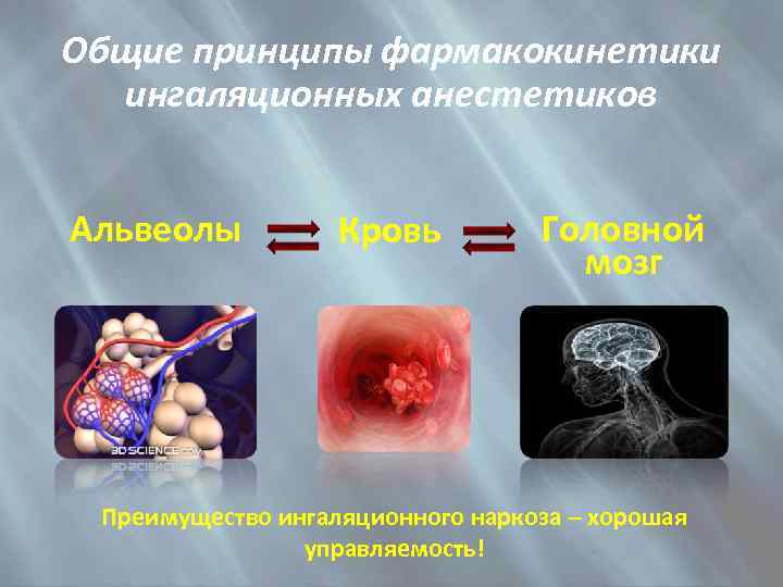 Общие принципы фармакокинетики ингаляционных анестетиков Альвеолы Кровь Головной мозг Преимущество ингаляционного наркоза – хорошая