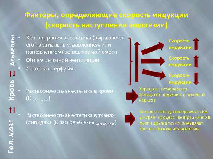 Гол. мозг Кровь Альвеолы Факторы, определяющие скорость индукции (скорость наступления анестезии) • Концентрация анестетика