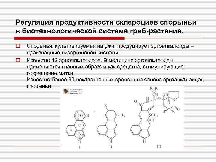 Регуляция продуктивности склероциев спорыньи в биотехнологической системе гриб-растение. o o Спорынья, культивируемая на ржи,