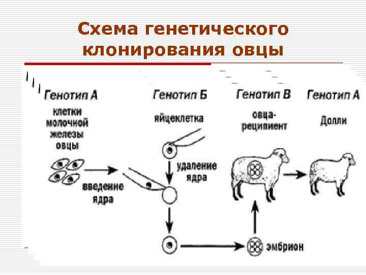 Клонирование долли схема