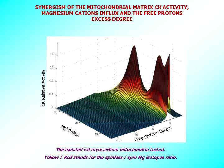 CK Relative Activity SYNERGISM OF THE MITOCHONDRIAL MATRIX CK ACTIVITY, MAGNESIUM CATIONS INFLUX AND