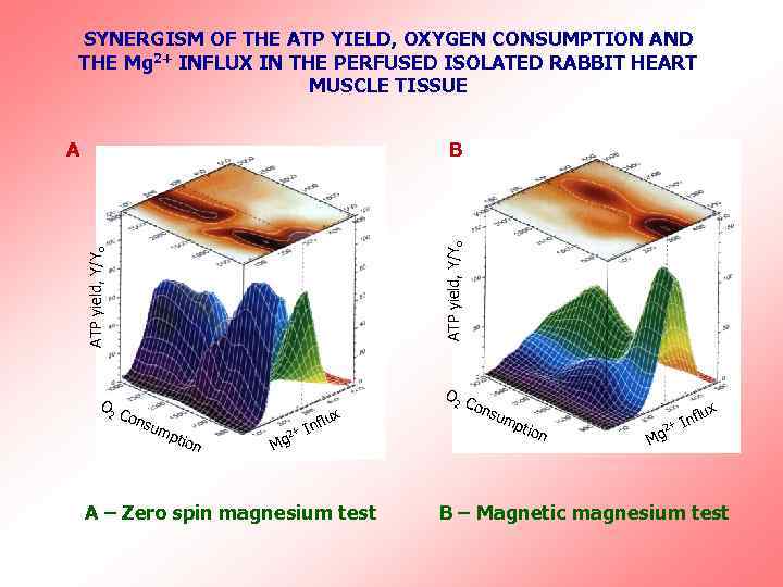 SYNERGISM OF THE ATP YIELD, OXYGEN CONSUMPTION AND THE Mg 2+ INFLUX IN THE