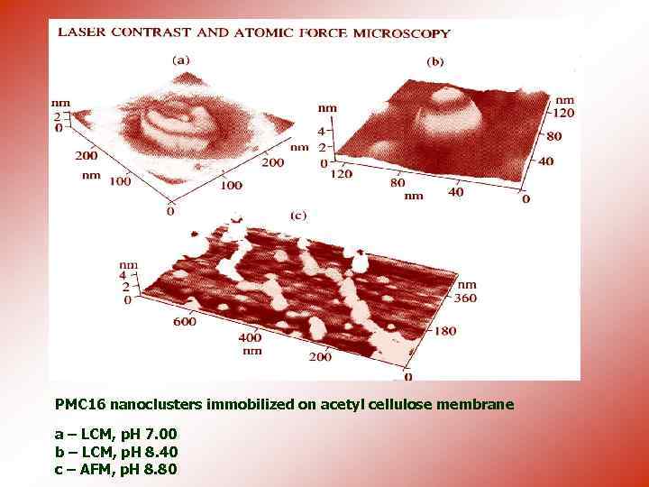 PMC 16 nanoclusters immobilized on acetyl cellulose membrane a – LCM, p. H 7.