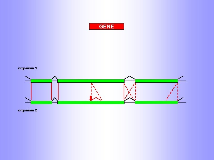 GENE organism 1 organism 2 