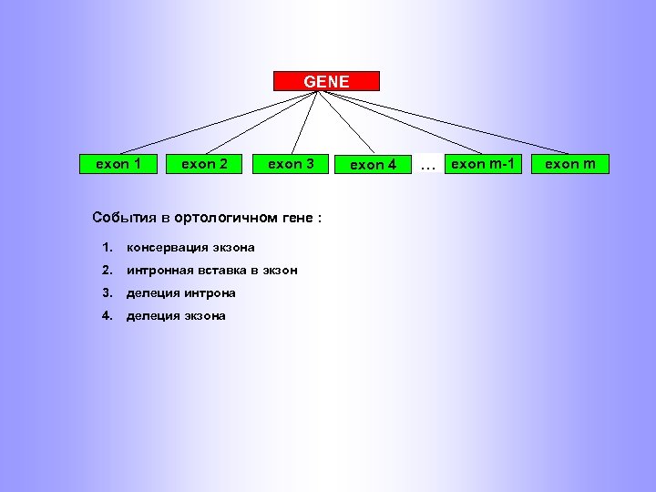 GENE exon 1 exon 2 exon 3 События в ортологичном гене : 1. консервация