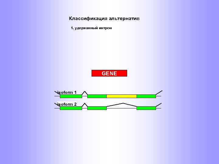 Классификация альтернатив 1. удержанный интрон GENE isoform 1 isoform 2 