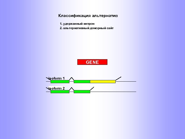 Классификация альтернатив 1. удержанный интрон 2. альтернативный донорный сайт GENE isoform 1 isoform 2