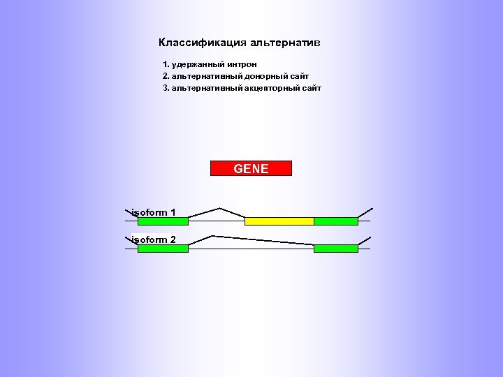 Классификация альтернатив 1. удержанный интрон 2. альтернативный донорный сайт 3. альтернативный акцепторный сайт GENE