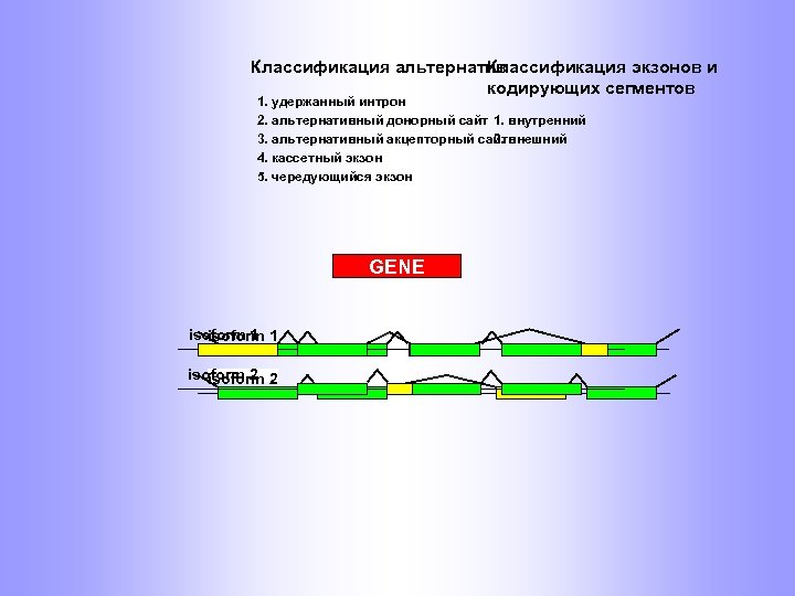 Классификация альтернатив Классификация экзонов и кодирующих сегментов 1. удержанный интрон 2. альтернативный донорный сайт