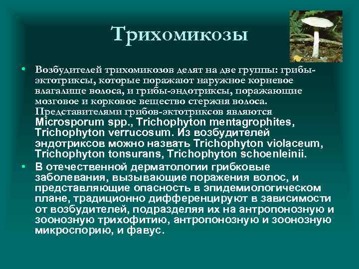 Трихомикозы • Возбудителей трихомикозов делят на две группы: грибыэктотриксы, которые поражают наружное корневое влагалище