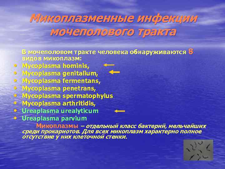 Микоплазменные инфекции мочеполового тракта • • В мочеполовом тракте человека обнаруживаются 8 видов микоплазм: