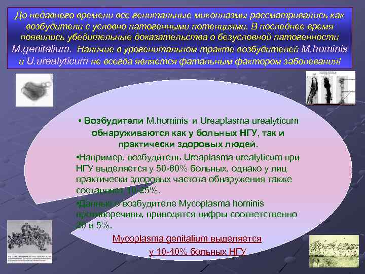 До недавнего времени все генитальные микоплазмы рассматривались как возбудители с условно патогенными потенциями. В