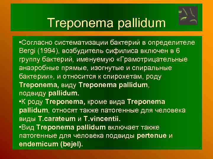 Treponema pallidum • Согласно систематизации бактерий в определителе Bergi (1994), возбудитель сифилиса включен в
