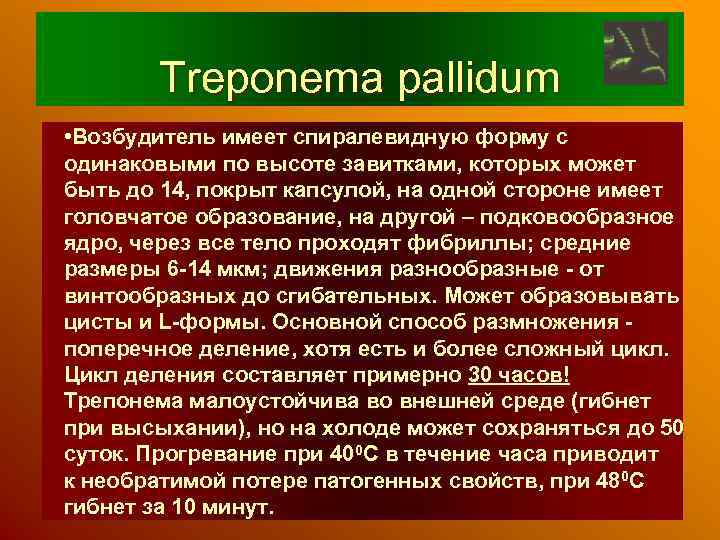 Treponema pallidum • Возбудитель имеет спиралевидную форму с одинаковыми по высоте завитками, которых может