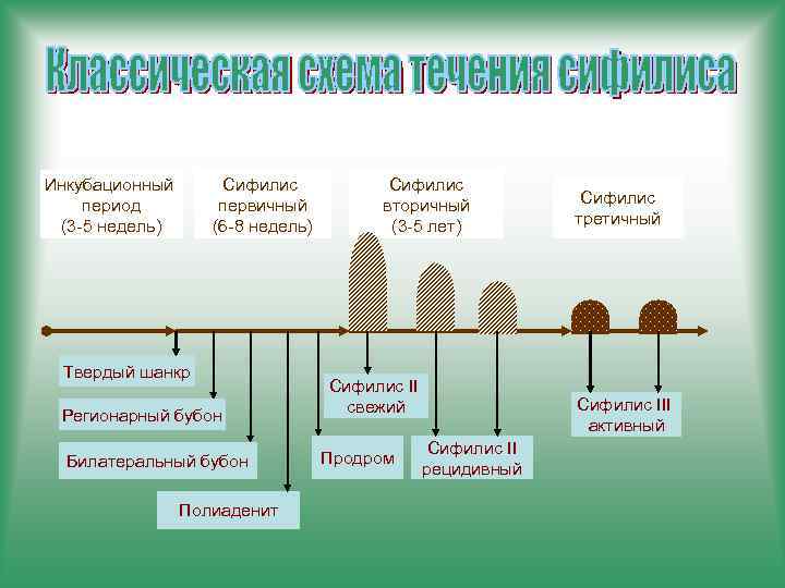 Инкубационный период (3 -5 недель) Сифилис первичный (6 -8 недель) Твердый шанкр Регионарный бубон