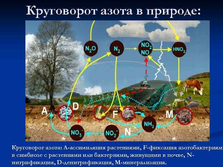 Круговорот азота в природе: Круговорот азота: А-ассимиляция растениями, F-фиксация азотобактериями в симбиозе с растениями