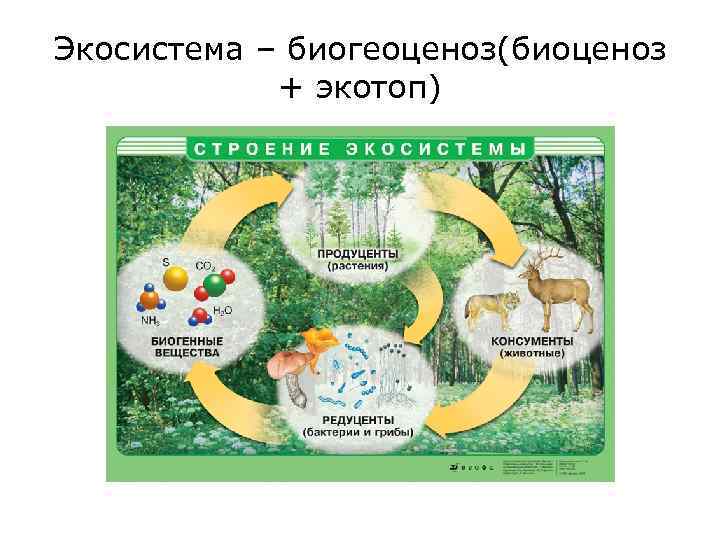 Экосистема – биогеоценоз(биоценоз + экотоп) 