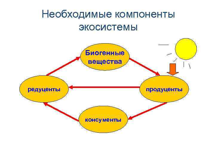 Схемы биологического Необходимые компоненты экосистемы круговорота углерод, Биогенные водород, вещества азот… Бактерии, грибы редуценты