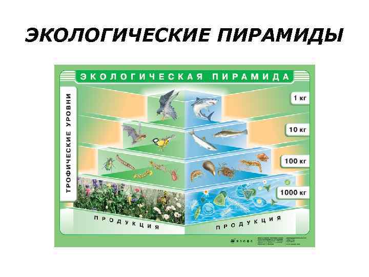 Биомасса какой группы преобладает в океане