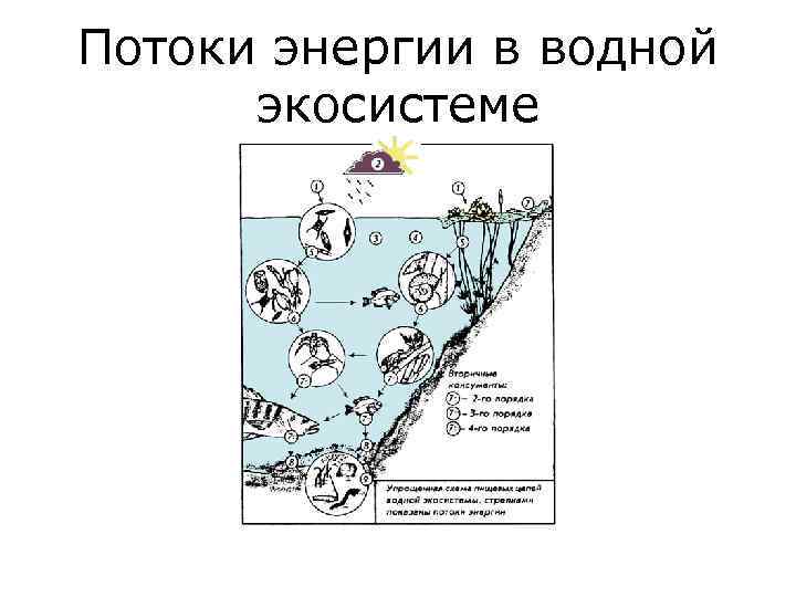 Потоки энергии в водной экосистеме 