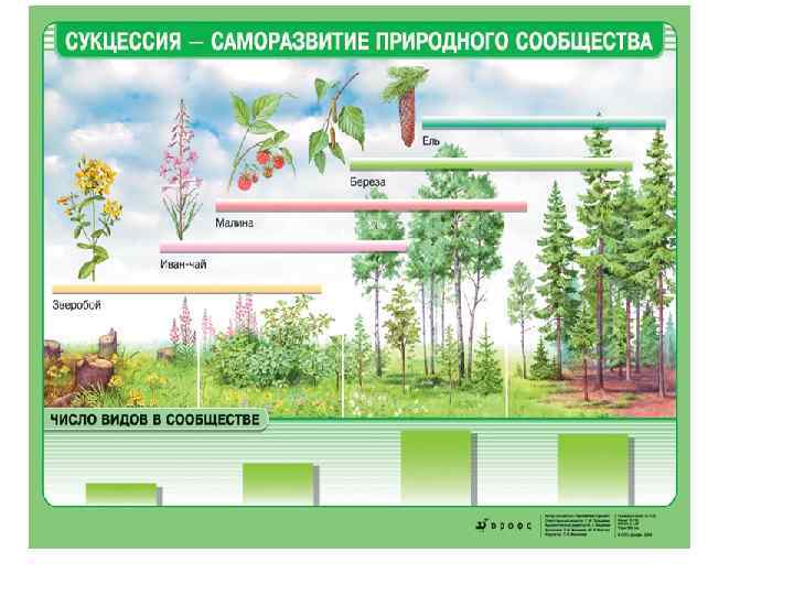 Природное сообщество лес 5 класс биология