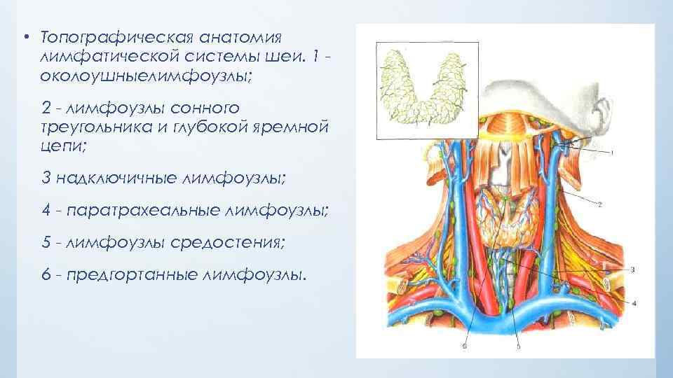 Строение шеи человека лимфоузлы фото