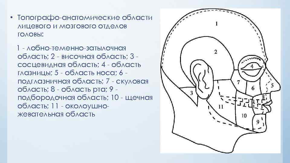  • Топографо анатомические области лицевого и мозгового отделов головы: 1 лобно теменно затылочная