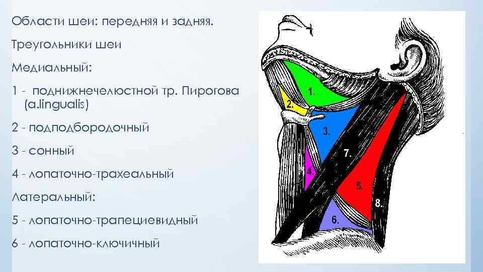 Области шеи: передняя и задняя. Треугольники шеи Медиальный: 1 поднижнечелюстной тр. Пирогова (a. lingualis)