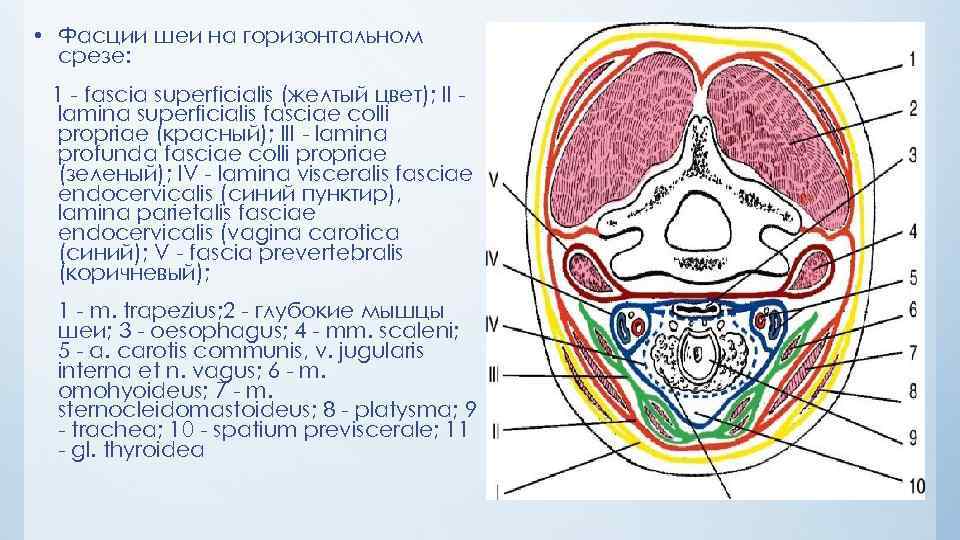  • Фасции шеи на горизонтальном срезе: 1 fascia superficialis (желтый цвет); II lamina