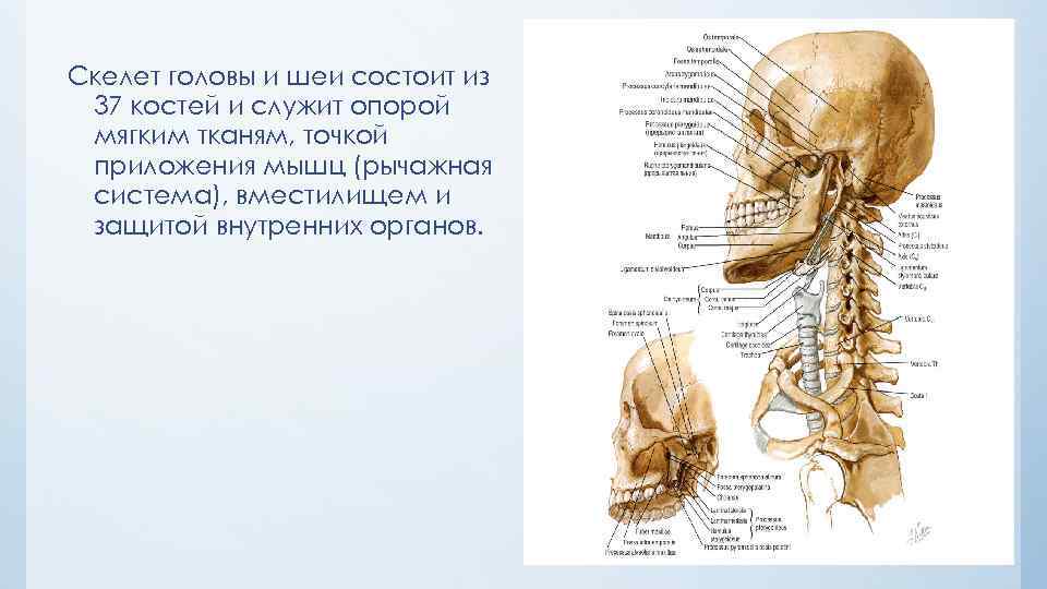 Скелет головы и шеи состоит из 37 костей и служит опорой мягким тканям, точкой