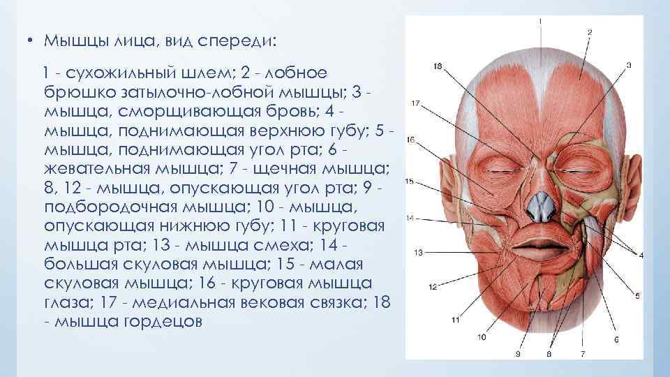  • Мышцы лица, вид спереди: 1 сухожильный шлем; 2 лобное брюшко затылочно лобной