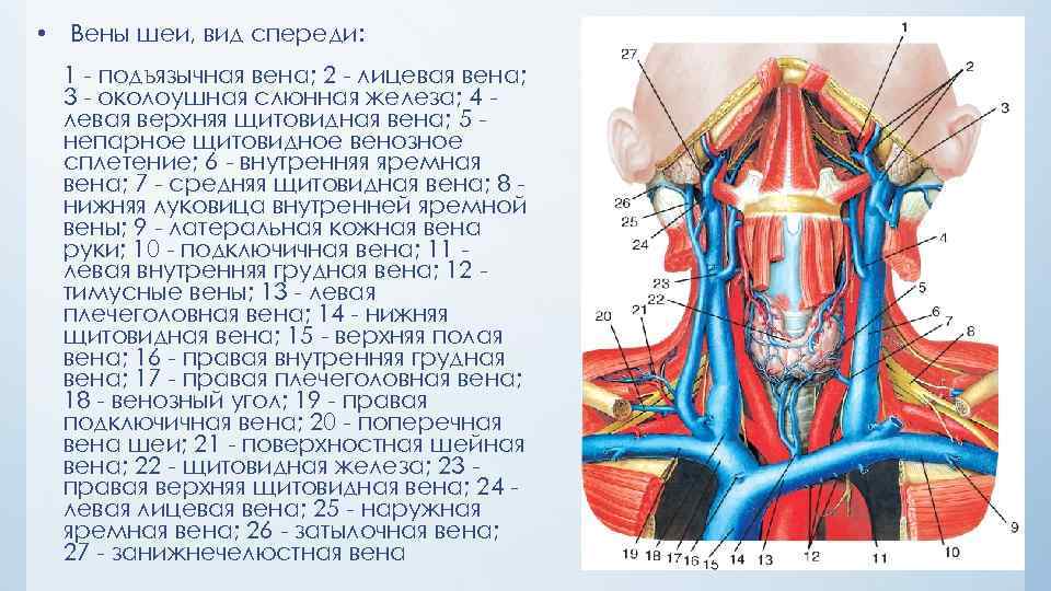 Яремная вена и сонная артерия на шее фото сколько сантиметров внутри