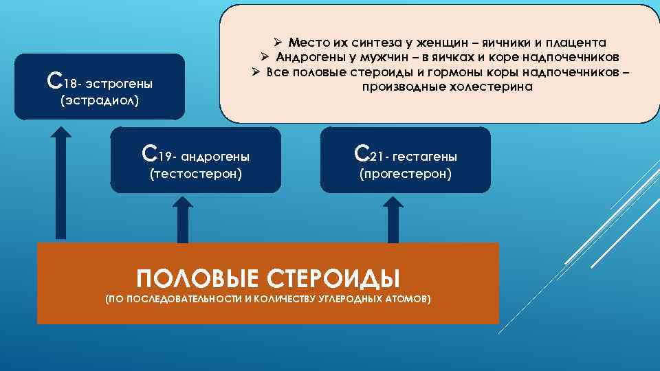 С 18 - эстрогены (эстрадиол) С 19 - андрогены (тестостерон) Ø Место их синтеза