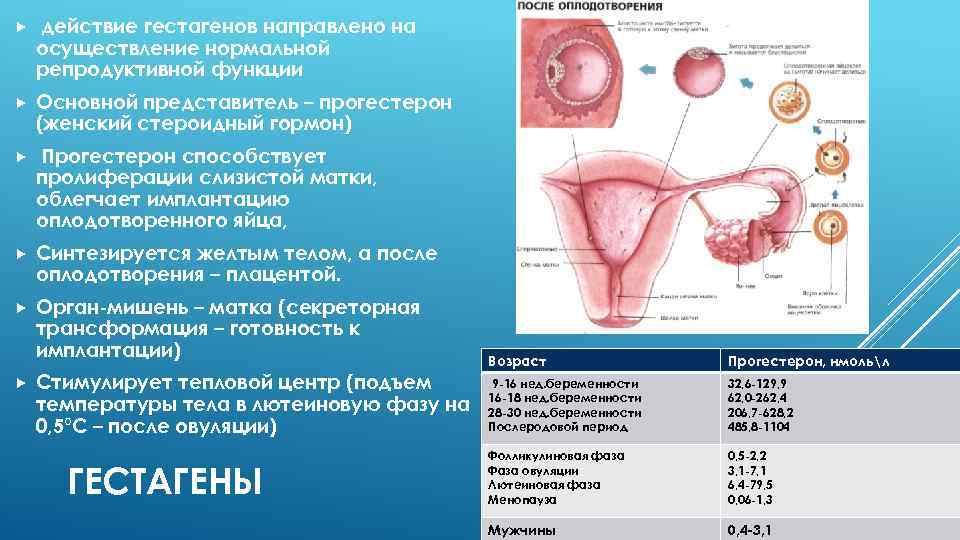  действие гестагенов направлено на осуществление нормальной репродуктивной функции Основной представитель – прогестерон (женский