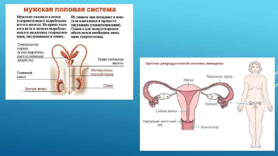 Женская половая система человека. Репродуктивная система. Строение репродуктивной системы. Строение женской репродуктивной системы. Репродуктивная система мужчины клетки.