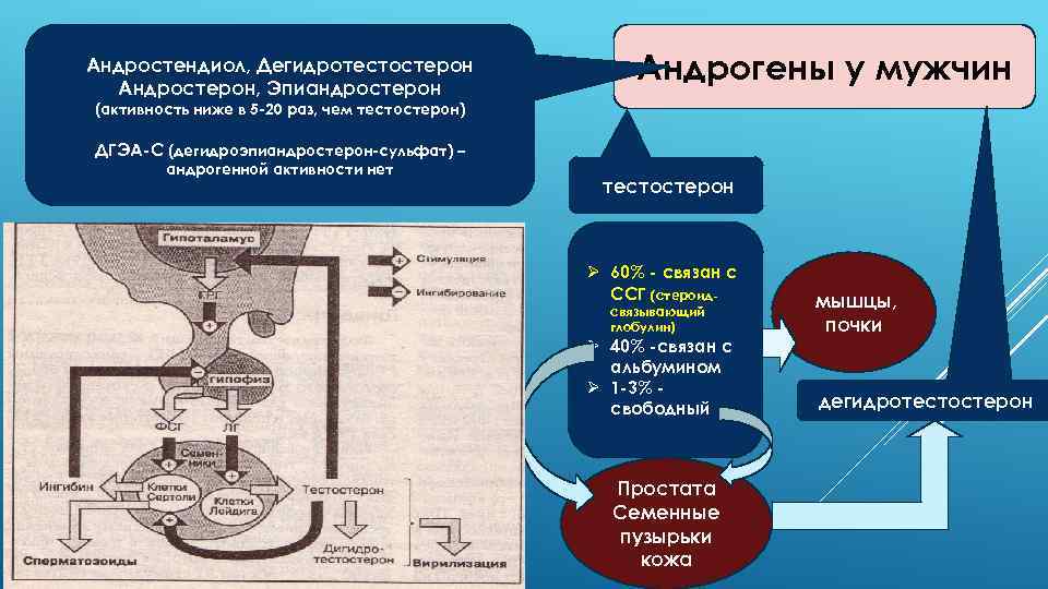 Андрогены железа. Механизм действия андрогенов. Функции гормонов репродуктивной системы. Синтез андрогенов схема. Механизм образования андрогенов.