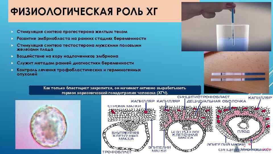 ФИЗИОЛОГИЧЕСКАЯ РОЛЬ ХГ Стимуляция синтеза прогестерона желтым телом Развитие эмбриобласта на ранних стадиях беременности
