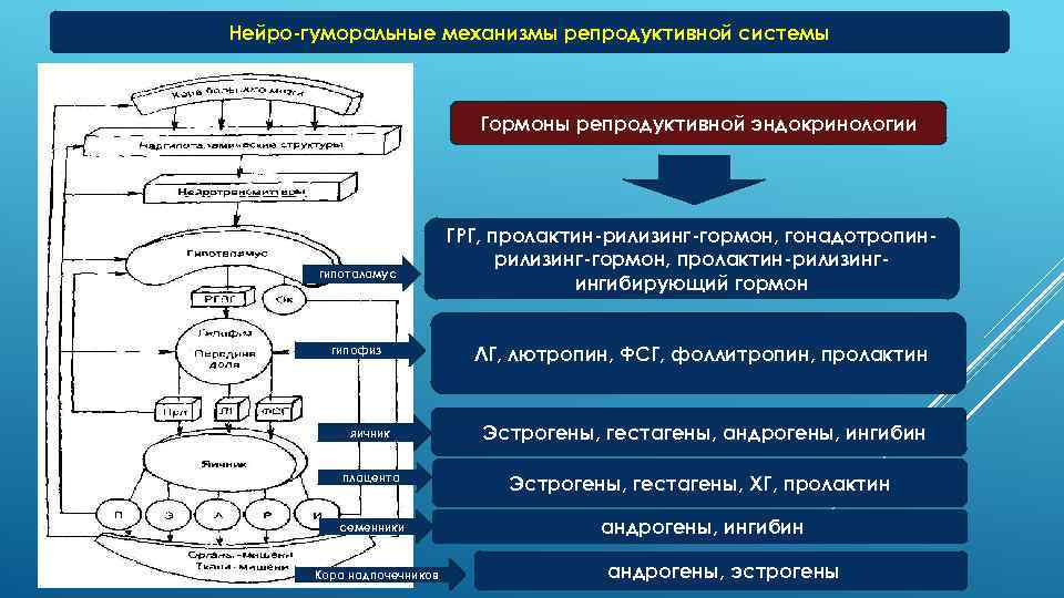 Нейро-гуморальные механизмы репродуктивной системы Гормоны репродуктивной эндокринологии гипоталамус гипофиз яичник ГРГ, пролактин-рилизинг-гормон, гонадотропинрилизинг-гормон, пролактин-рилизингингибирующий