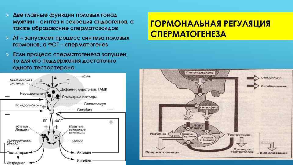 Действие андрогенов на организм мужчины проявляется в