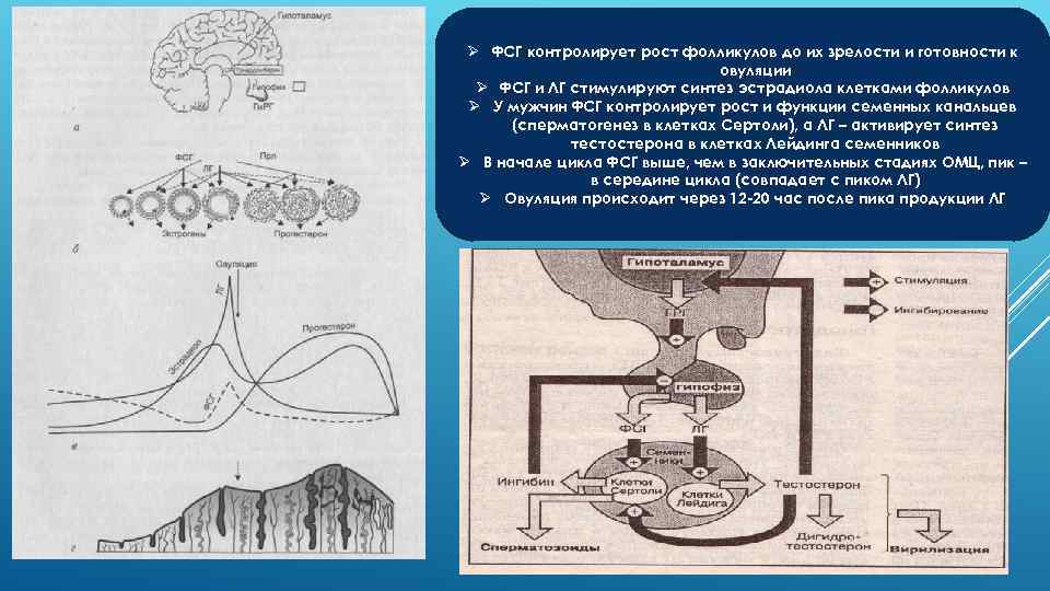 Ø ФСГ контролирует рост фолликулов до их зрелости и готовности к овуляции Ø ФСГ