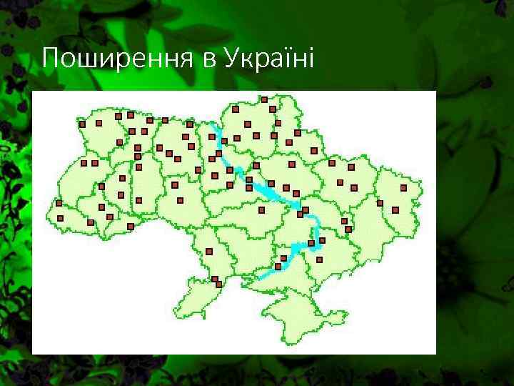 Поширення в Україні 