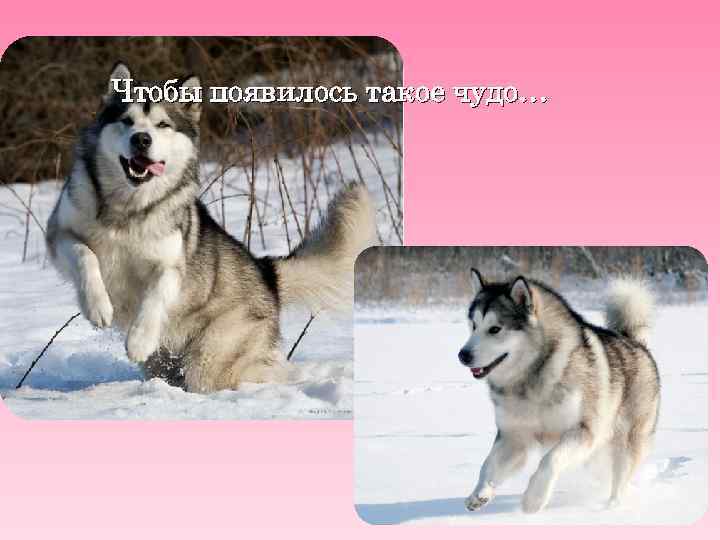 Чтобы появилось такое чудо… 