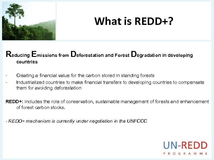 What is REDD+? Reducing Emissions from Deforestation and Forest Degradation in developing countries -