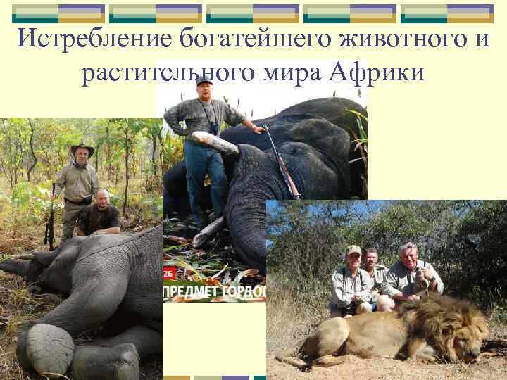 Истребление богатейшего животного и растительного мира Африки 
