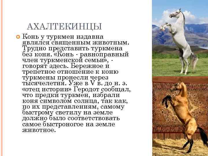 АХАЛТЕКИНЦЫ Конь у туркмен издавна являлся священным животным. Трудно представить туркмена без коня. «Конь