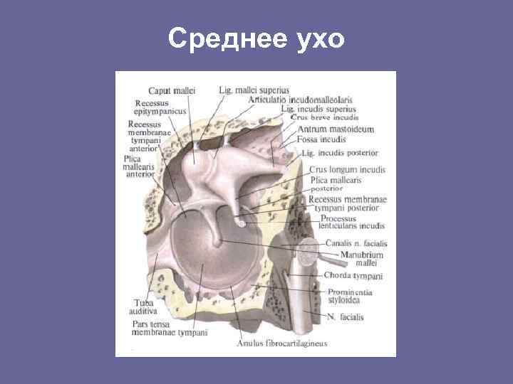 Среднее ухо 