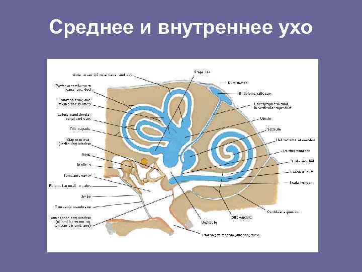 Среднее и внутреннее ухо 
