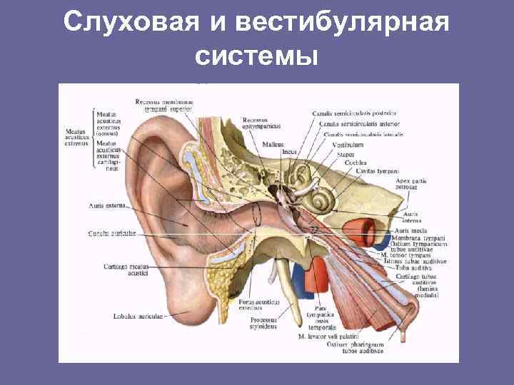 Слуховая и вестибулярная системы 